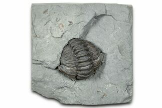Removable, Wide Enrolled Flexicalymene Trilobite - Mt Orab, Ohio #347269
