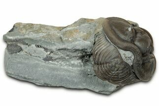 Removable, Wide Enrolled Flexicalymene Trilobite - Mt Orab, Ohio #347277