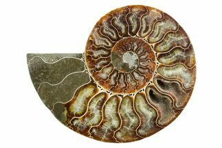Cut & Polished Ammonite Fossil (Half) - Madagascar #347529