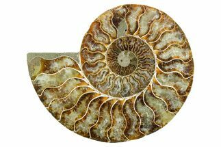 Cut & Polished Ammonite Fossil (Half) - Madagascar #347540