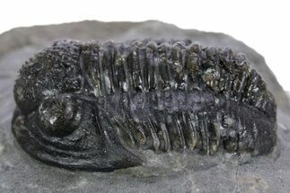 Detailed Gerastos Trilobite Fossil - Morocco #347353