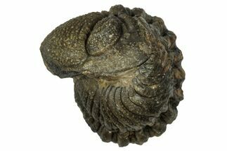 Wide, Enrolled Morocops Trilobite - Morocco #347230