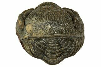 Wide, Bumpy Enrolled Morocops Trilobite - Morocco #347231
