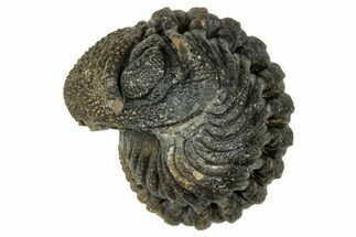 Wide, Enrolled Morocops Trilobite - Morocco #347240