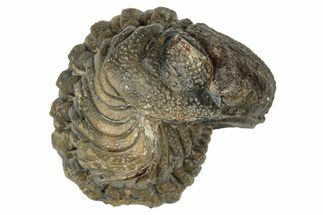 Wide, Enrolled Morocops Trilobite - Morocco #347245