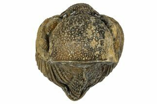 Wide, Enrolled Morocops Trilobite - Morocco #347247