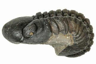 Curled Reedops Trilobite - Atchana, Morocco #347256