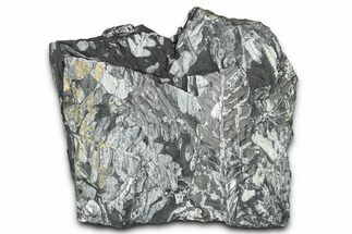 Fossil Seed Fern (Alethopteris & Pecopteris) Plate - Pennsylvania #347671