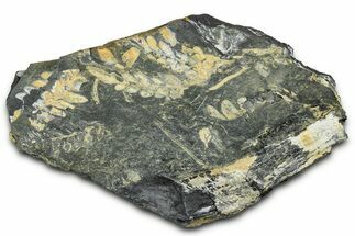 Fossil Seed Fern (Alethopteris & Pecopteris) Plate - Pennsylvania #347674