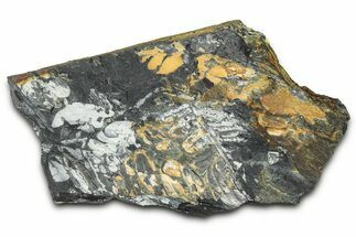 Fossil Seed Fern (Alethopteris & Pecopteris) Plate - Pennsylvania #347675