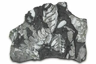 Fossil Seed Fern (Alethopteris) Plate - Pennsylvania #347679