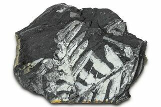 Fossil Seed Fern (Alethopteris) Plate - Pennsylvania #347683