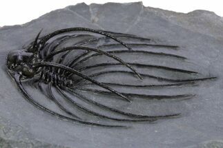 Rare, Spiny Heliopeltis Trilobite - Top Quality Example #347767
