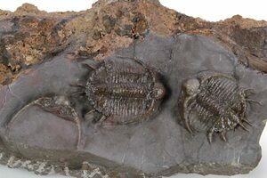 Two Greenops Trilobites - Hungry Hollow, Ontario (#107546) For