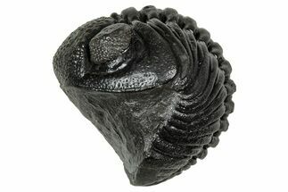 Wide, Enrolled Pedinopariops Trilobite - Excellent Eyes #347741