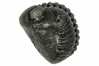 Wide, Curled Pedinopariops Trilobite - Excellent Eyes #347742