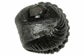 Wide, Enrolled Pedinopariops Trilobite - Excellent Eyes #347746