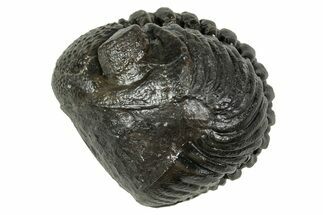 Wide, Enrolled Pedinopariops Trilobite - Excellent Eyes #347757