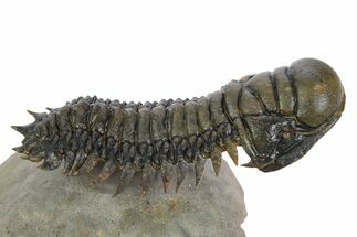 Flying Crotalocephalina Trilobite - Exposed Hyposteme #347782