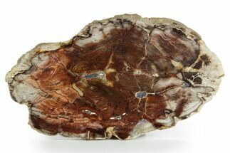 Colorful, Polished Petrified Wood Round - Cherry Creek, NV #347738