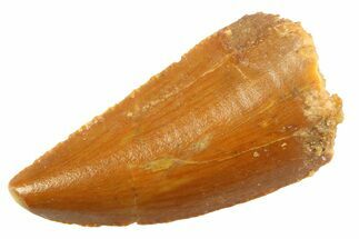 Serrated Raptor Tooth - Real Dinosaur Tooth #347055