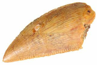 Serrated Raptor Tooth - Real Dinosaur Tooth #347056