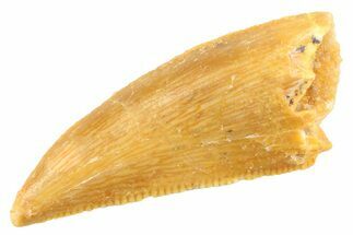 Serrated Raptor Tooth - Real Dinosaur Tooth #347061