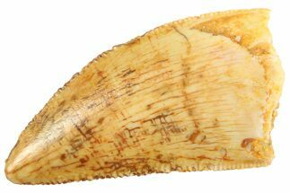 Serrated Raptor Tooth - Real Dinosaur Tooth #347066