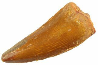 Serrated Raptor Tooth - Real Dinosaur Tooth #347072