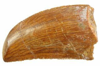 Serrated Raptor Tooth - Real Dinosaur Tooth #347076