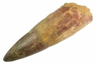 Bargain, Real Fossil Spinosaurus Tooth - Composite Tooth #347210