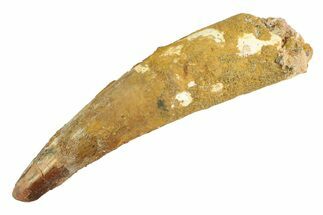 Real Fossil Spinosaurus Tooth - Composite Tip #347232