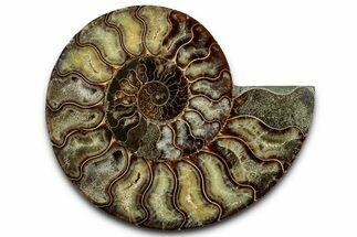 Cut & Polished Ammonite Fossil (Half) - Madagascar #347832