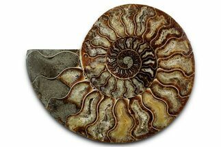 Cut & Polished Ammonite Fossil (Half) - Madagascar #347836
