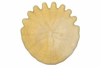 Fossil Sand Dollar (Heliophora) - Boujdour Province, Morocco #347886