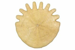 Sand Dollars For Sale