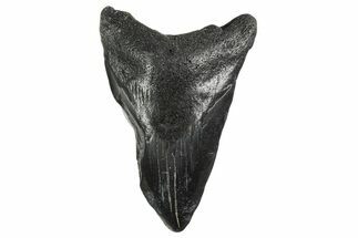 Bargain, , Fossil Megalodon Tooth - Georgia #338751