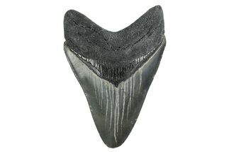 , Fossil Megalodon Tooth - Georgia #338756