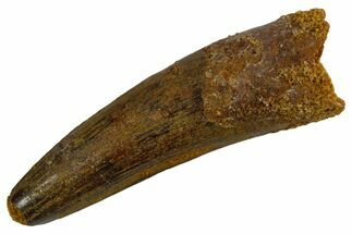 Fossil Spinosaurus Tooth - Real Dinosaur Tooth #346912