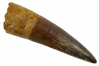 Real Fossil Spinosaurus Tooth - Nice Enamel & Tip #346918