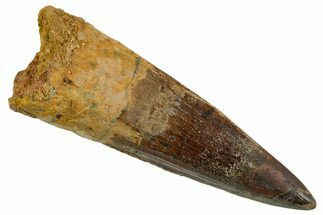 Bargain, Fossil Spinosaurus Tooth - Real Dinosaur Tooth #346924