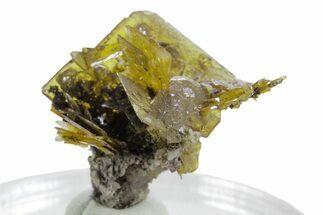 Glassy Yellow-Orange Wulfenite Crystal Cluster - Mexico #347979