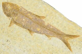Detailed Fossil Fish (Knightia) - Wyoming #348037