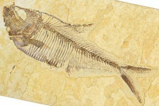 Detailed Fossil Fish (Diplomystus) - Wyoming #348043