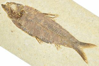 Detailed Fossil Fish (Knightia) - Wyoming #348046