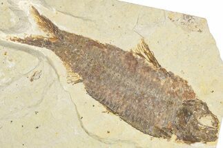 Detailed Fossil Fish (Knightia) - Wyoming #348050