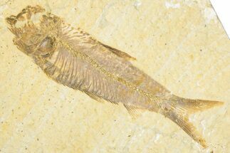 Detailed Fossil Fish (Knightia) - Wyoming #348051