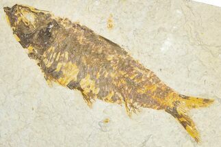 Detailed Fossil Fish (Knightia) - Wyoming #348067