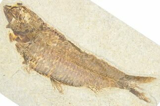 Detailed Fossil Fish (Knightia) - Wyoming #348090