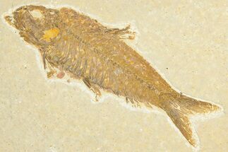 Detailed Fossil Fish (Knightia) - Wyoming #348092